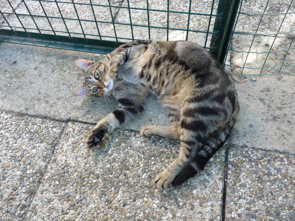 chat en extérieur