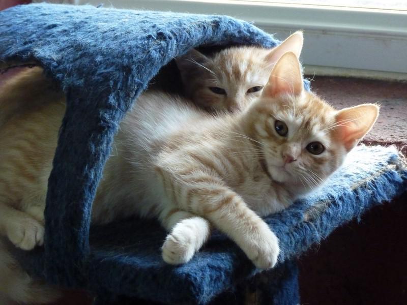chatons dans arbre à chat