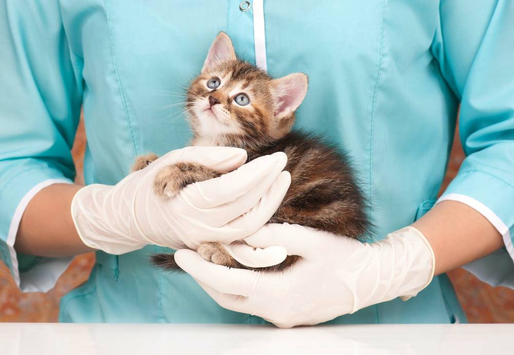 chaton chez le vétérinaire