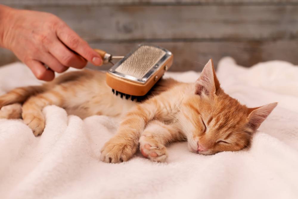 brossage d'un chat roux