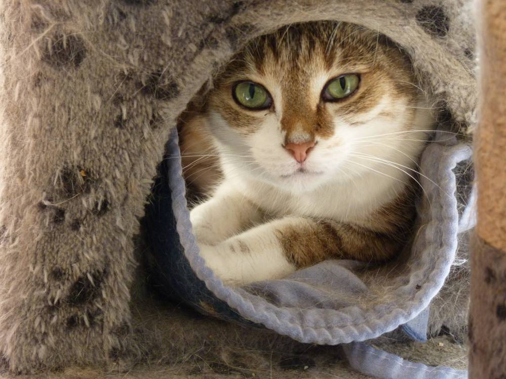 chat dans arbre à chat