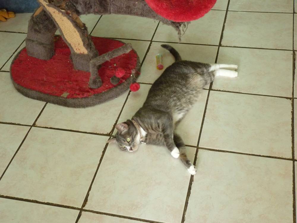 chat tigré
