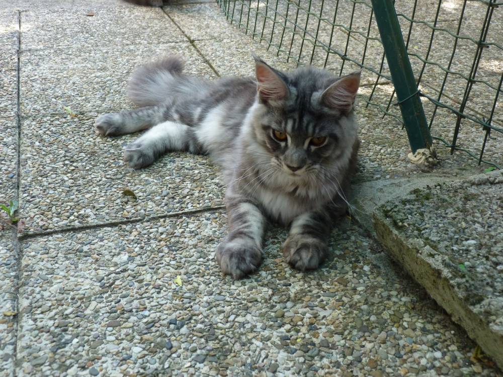 garde de chats en urgence à La Boisse