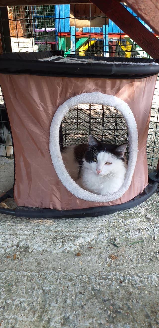 chat dans une structure extérieure