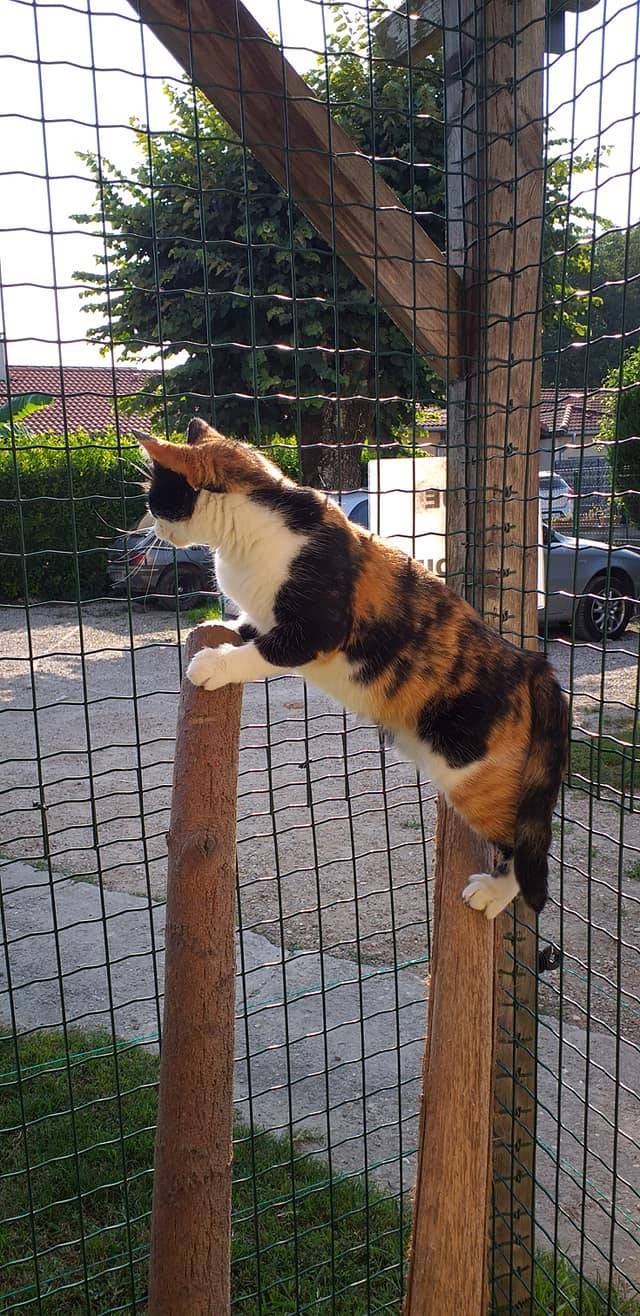 chat sur des branches de bois
