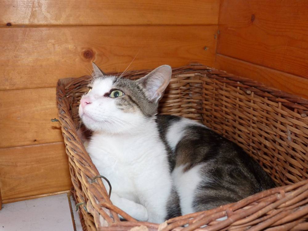 chat dans un panier