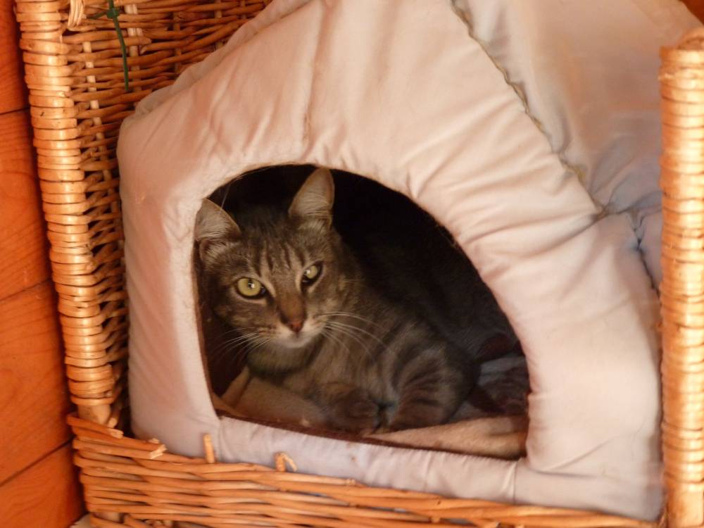 pension longue durée pour chats à La Boisse