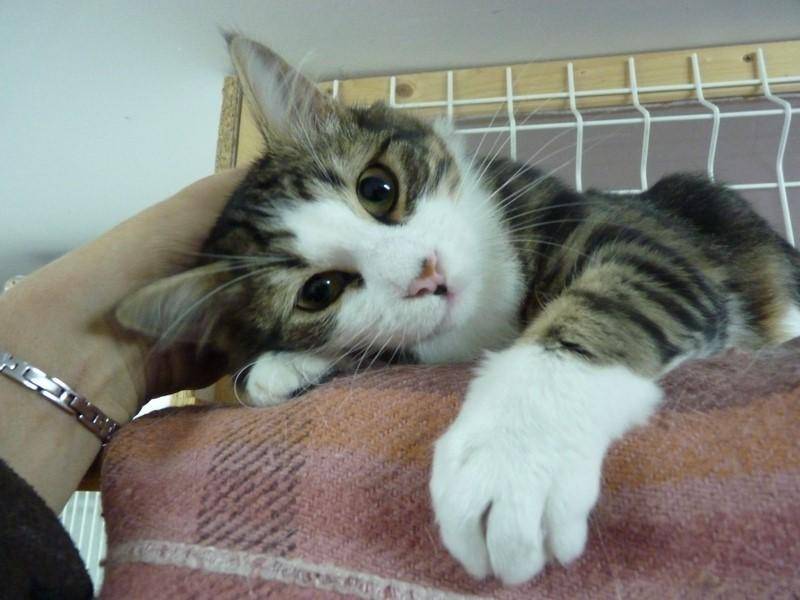 pension personnalisée pour chats à La Boisse